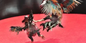 Chinh Phục Cách Chơi Đá Gà Sabong Tại VG99 Để Rinh Tiền Tỷ Về