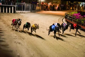 Chiến Thuật Cược Đua Chó Tại VG99 Thắng Lớn Cực Nhanh Đừng Bỏ Lỡ