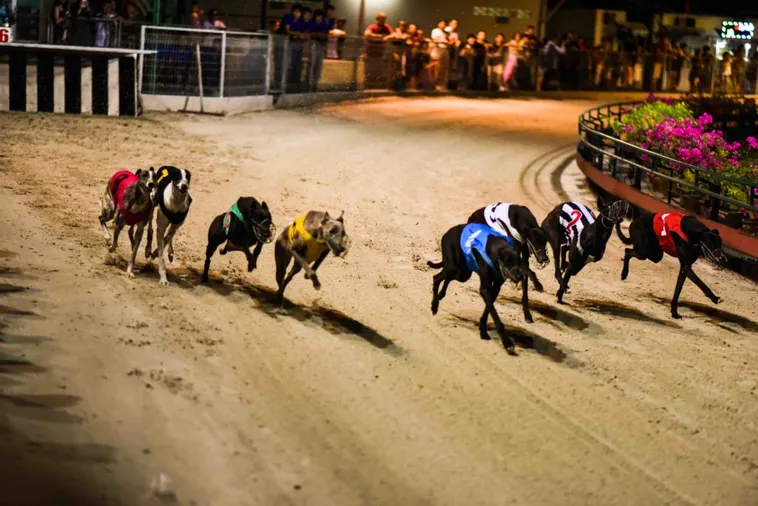 Chiến Thuật Cược Đua Chó Tại VG99 Thắng Lớn Cực Nhanh Đừng Bỏ Lỡ