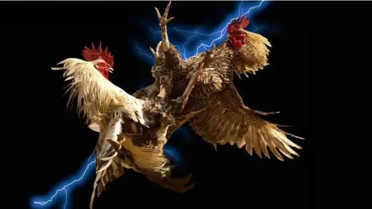 Kh&aacute;m Ph&aacute; Đ&aacute; G&agrave; VG99 Đỉnh Cao Cơ Hội Nhận Thưởng Lớn Mỗi Ng&agrave;y